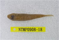 藏品(極樂鰕虎)的圖片